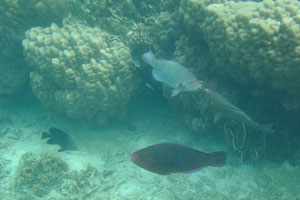 Parrotfish are swimming among the corals