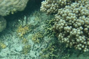 Sea corals look like the dry leaves