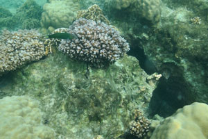 Fine table corals