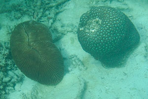 Slipper coral “Herpolitha limax” and boulder coral