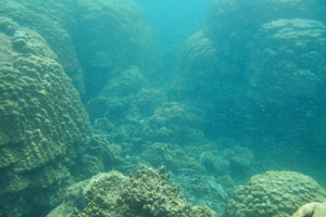 Kingdom of gigantic lobed corals