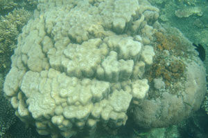 Lobed pore coral and sea urchins