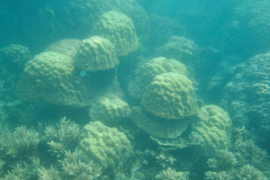 Lobed pore corals look like the mushrooms