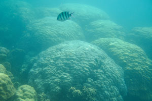 Huge round colonies of the lobed pore corals “Porites lobata”