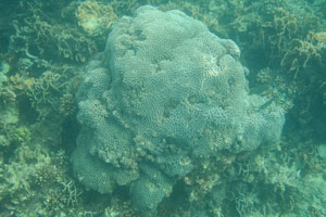 Polypes of sea coral