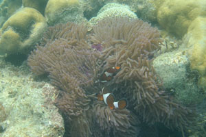 Ritteri anemone with ocellaris clownfish