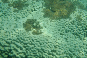 Surface of the lobed pore coral “Porites lobata”