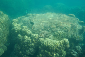 Huge size of the lobed pore coral “Porites lobata”