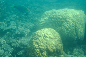 Greencheek parrotfish lives among the corals