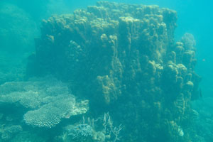 Huge coral with a column-shaped body