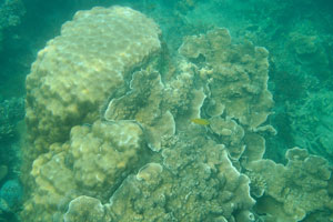 Sea coral has the strange shape of body