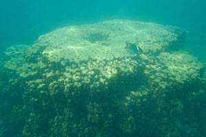 Tremendous size of the lobed pore coral “Porites lobata”