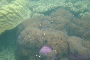 Water is a bit murky, because these anemones are located in a shallow place