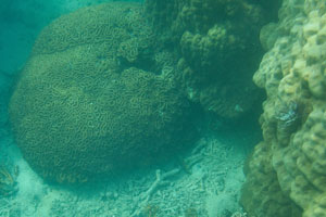 Closed brain coral