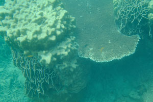 Different species of the sea corals