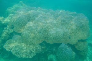 Lobed pore coral has many pores