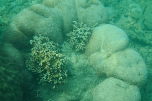 Sea coral with polyps