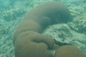 Sea coral of the genus Favia