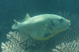 Map pufferfish feels safe between the huge corals