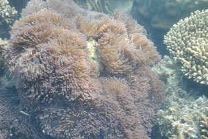 Colony of magnificent sea anemone is found near the table coral