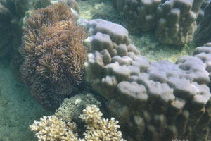 Magnificent sea anemones and lobed pore coral