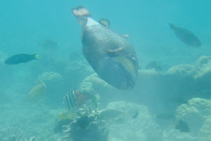 Titan triggerfish has a tremendous size of the body