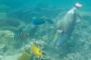 Titan triggerfish has torn off a piece of coral, look at its mouth