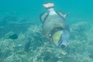 Titan triggerfish has spat out a piece of coral