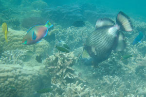 Titan triggerfish “Balistoides viridescens” is surrounded by a huge variety of fish species