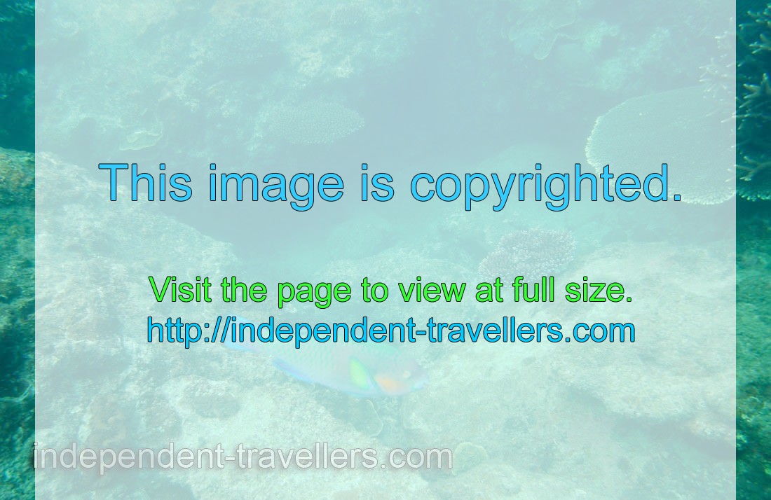 I can say that parrotfish are present everywhere on the Perhentian islands