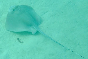 I saw some new creatures on the Turtle beach, here they are: stingray and houndfish, Diploria strigosa