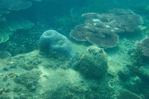 There are many amazing brain corals on the left rocky side of the Turtle beach