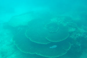Table corals create an impressive underwater landscape