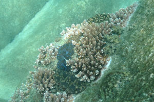 Giant clams live between the corals
