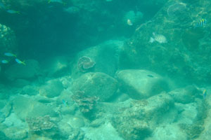 We snorkeled first at the left rocky side of the Turtle beach