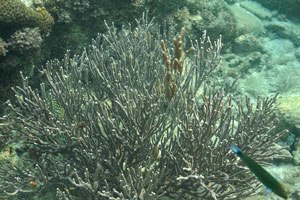Turtle beach is not the best snorkeling place on the Besar island, but you can find here new fish