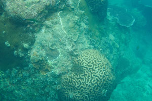 Symmetrical brain coral “Diploria strigosa”