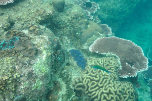 I saw the symmetrical brain coral “Diploria strigosa” for the first time here on the Turtle beach