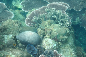 Rich coral diversity on the Turtle beach was preserved due to the smaller number of tourists