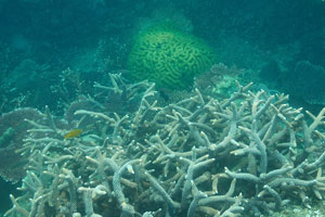 Symmetrical brain coral “Diploria strigosa” has an emerald color