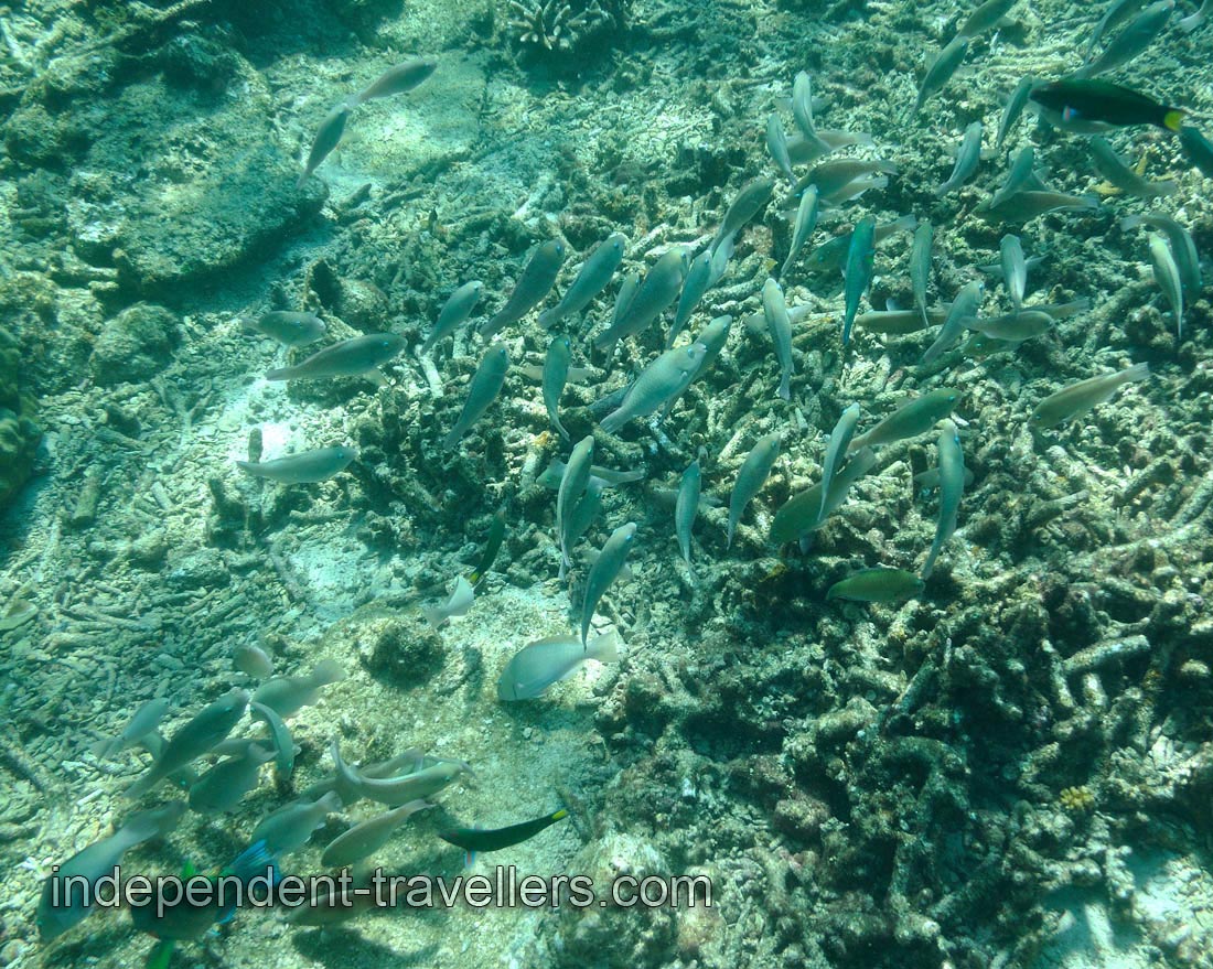 Large school of the parrotfish on the Rawa island