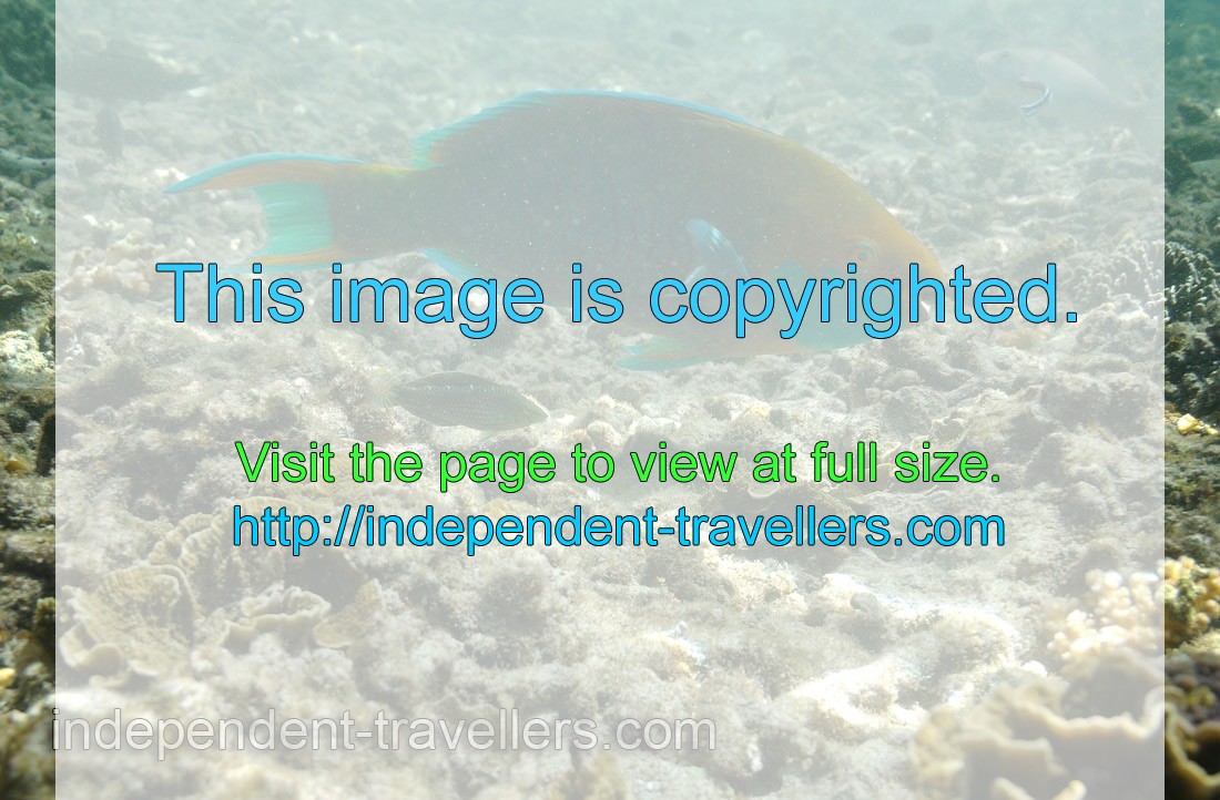 Greencheek parrotfish “Scarus prasiognathos”