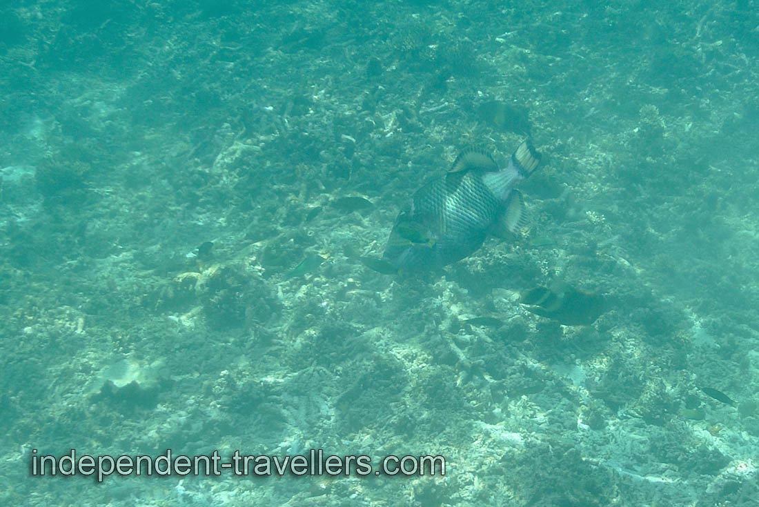 Titan triggerfish &ldquo;Balistoides viridescens&rdquo; on the Tokong Burung island