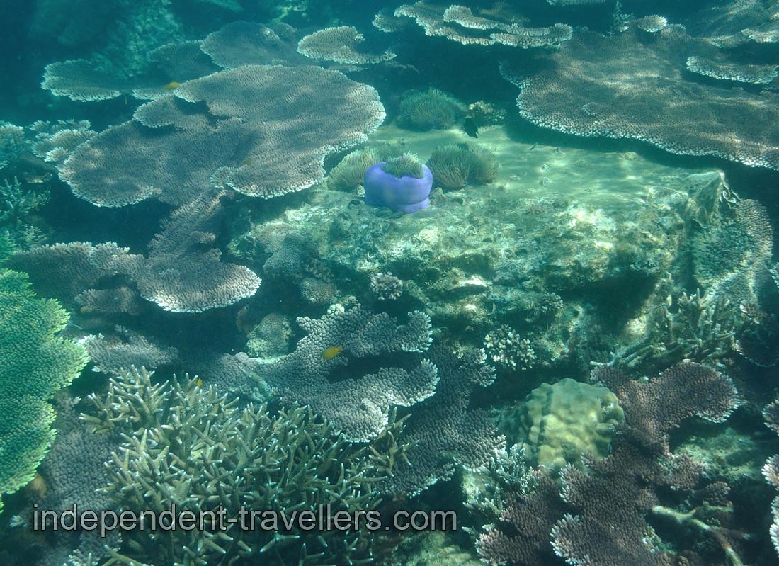 Magnificent sea anemones &ldquo;Heteractis magnifica&rdquo; live between the table corals