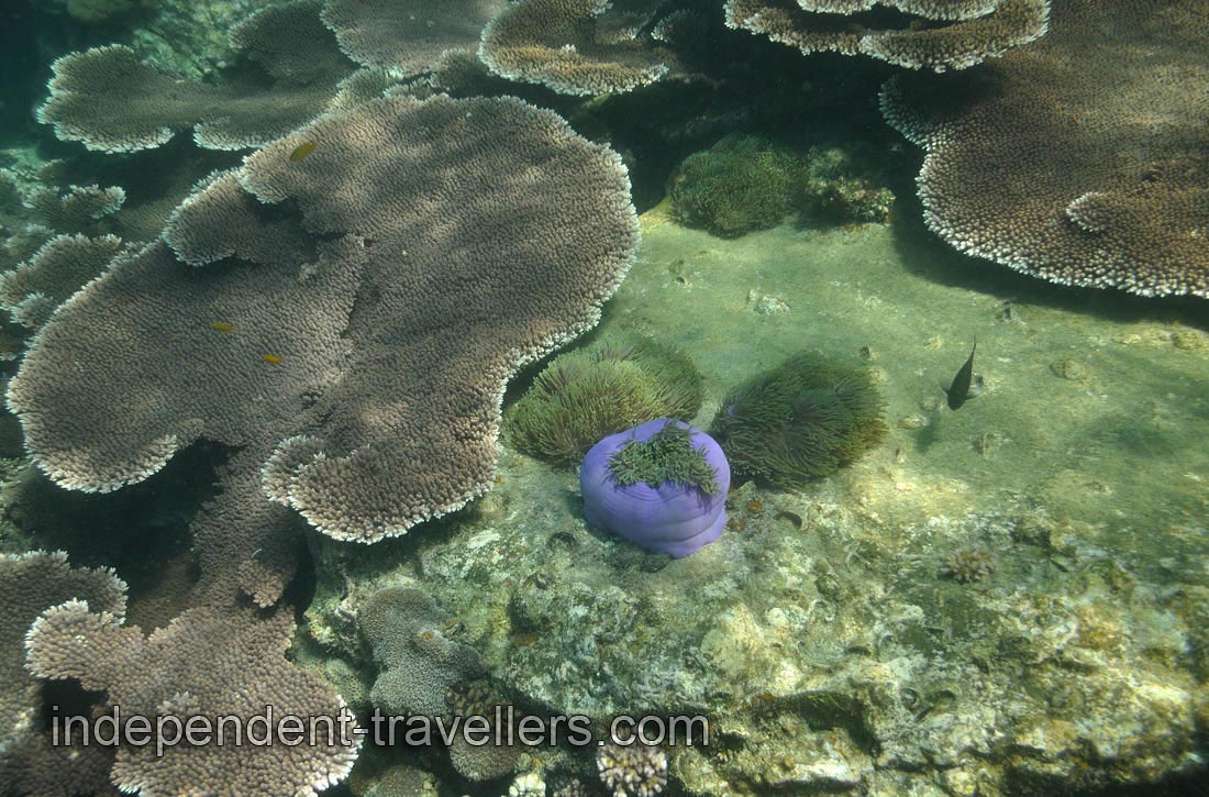 Ritteri anemone &ldquo;Heteractis magnifica&rdquo; on the Serengeh island