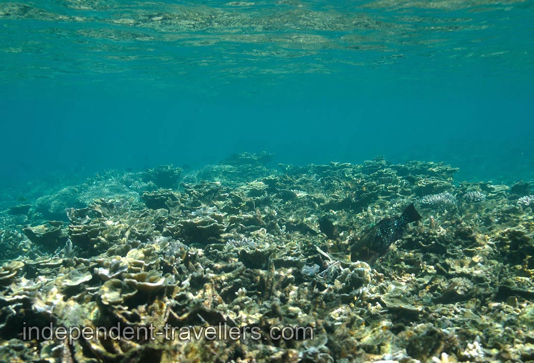 Black parrotfish on the western beach of the Rawa island