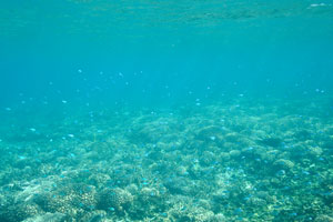 Large variety of the juvenile fishes on the Rawa island