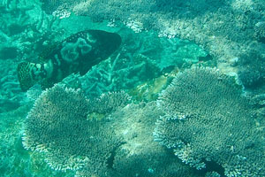 Hybrid grouper on the Rawa island