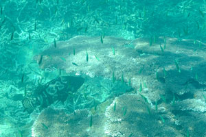 There are plenty of food for the hybrid grouper on the Rawa island