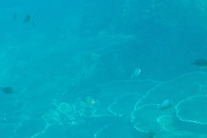 One can notice the blurred shape of grey reef shark “Carcharhinus amblyrhynchos” on the photograph